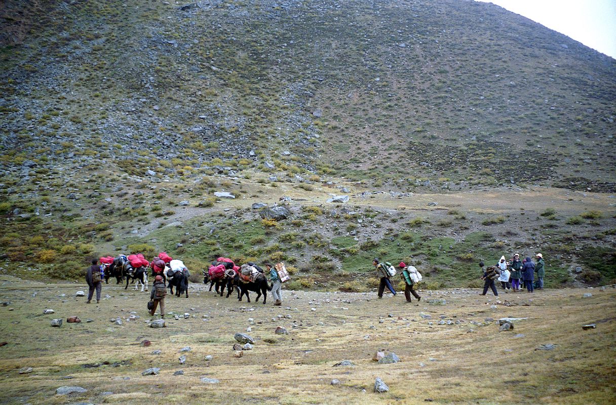 05 Yaks and Yak Herders Arrive At Dhampu Camp At End Of First Trek Day From Kharta Tibet